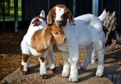 Sheeps goats (4)